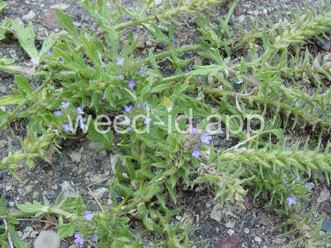 vervain, prostrate